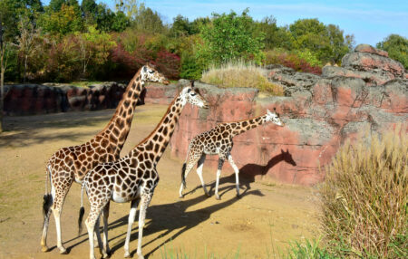 FOXX AV produceerde commercial voor GAIA Zoo